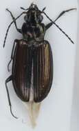 Bembidion (Plataphus) prasinum (Duftschmid 1812)的圖片