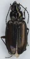 Image of Bembidion (Plataphus) prasinum (Duftschmid 1812)