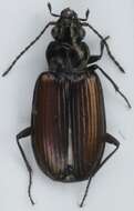 Image of Bembidion (Plataphus) prasinum (Duftschmid 1812)