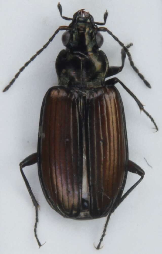 Bembidion (Plataphus) prasinum (Duftschmid 1812)的圖片