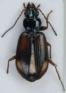 صورة Bembidion (Ocydromus) saxatile Gyllenhal 1827