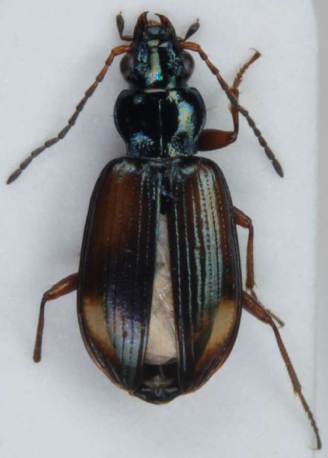 صورة Bembidion (Ocydromus) saxatile Gyllenhal 1827