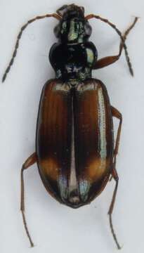 صورة Bembidion (Ocydromus) saxatile Gyllenhal 1827