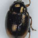 صورة <i>Hippuriphila modeeri</i>