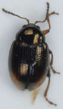 صورة <i>Hippuriphila modeeri</i>