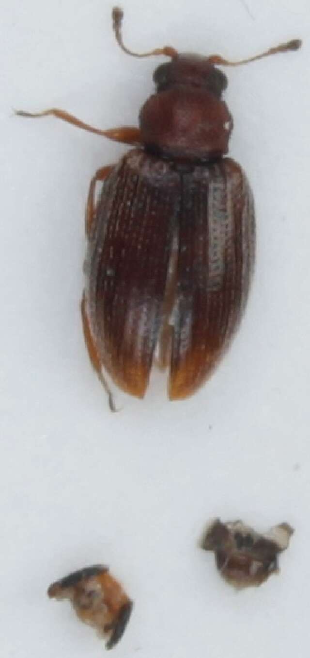 Image of Melanophthalma transversalis