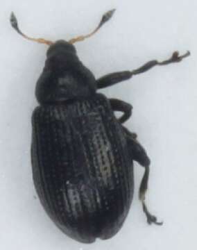 Image of Rhamphus pulicarius Billberg 1820