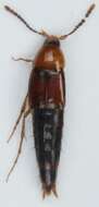 Image of Ischnosoma longicorne (Mäklin 1847)