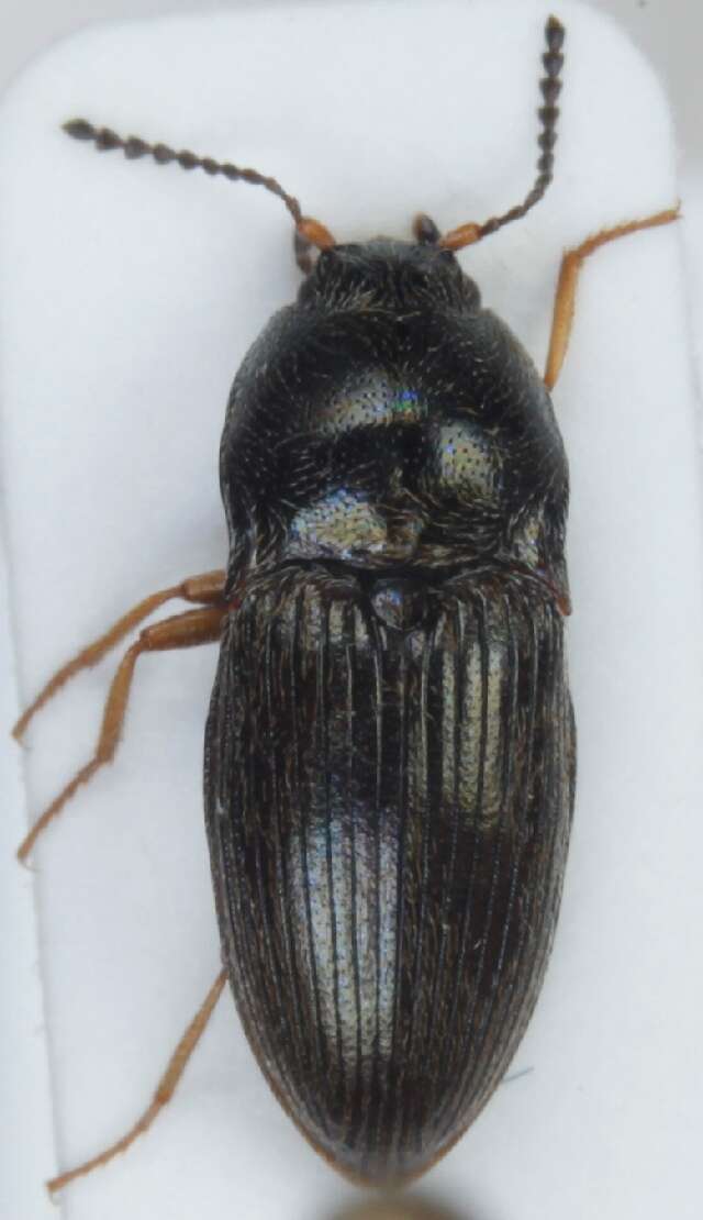 Image of <i>Hypnoidus riparius</i>