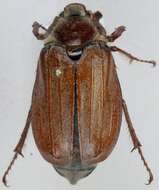 Image of chestnut cockchafer