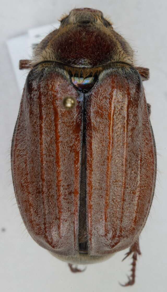 Image of chestnut cockchafer