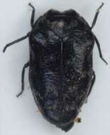 Image of Metallic wood-boring beetle