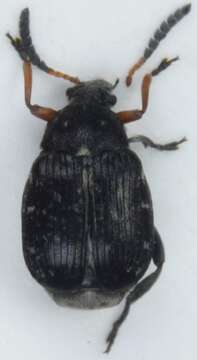 Image of <i>Bruchus atomarius</i>