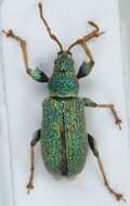 Phyllobius (Dieletus) argentatus Linnaeus 1758 resmi