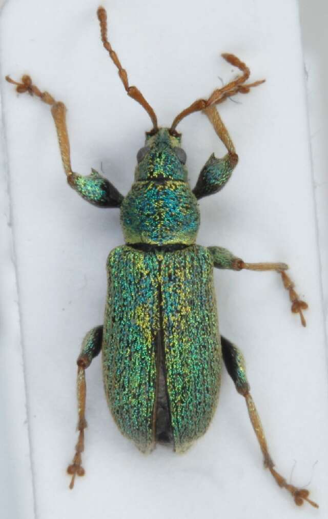 Plancia ëd Phyllobius (Dieletus) argentatus Linnaeus 1758