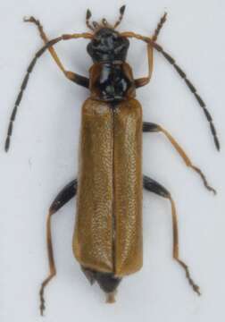 Image of <i>Rhagonycha nigriventris</i>