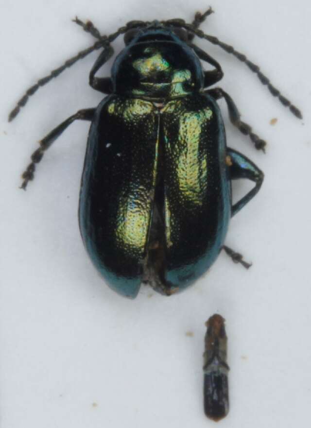 Слика од <i>Altica brevicollis</i>