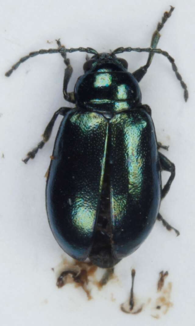 Слика од <i>Altica brevicollis</i>