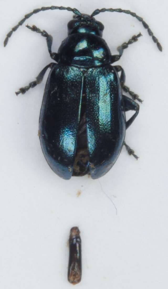 Слика од <i>Altica brevicollis</i>