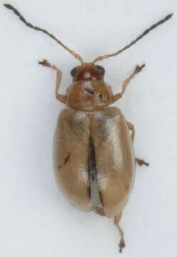 Image of <i>Aphthona lutescens</i>