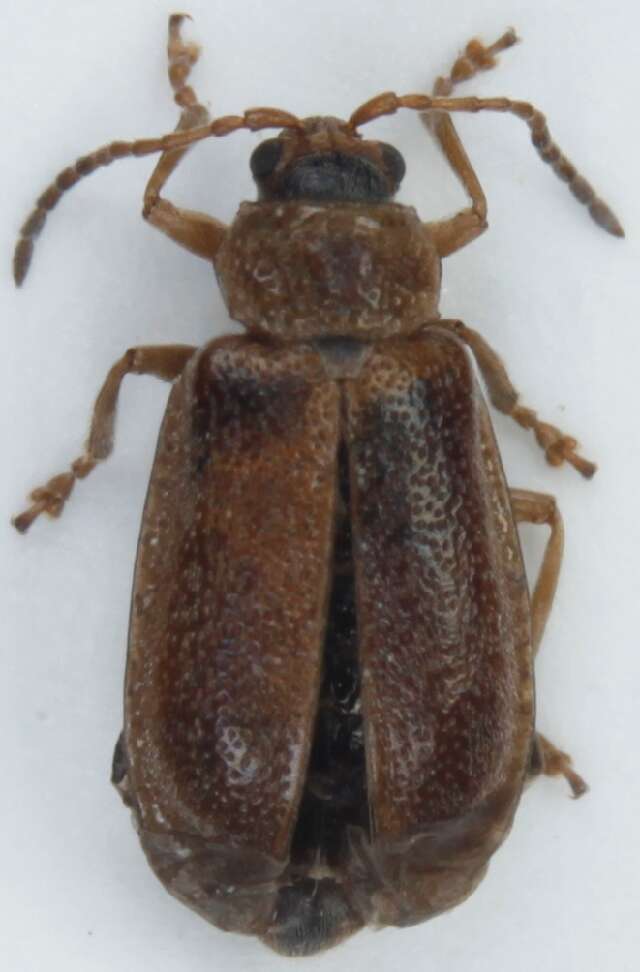 Image of <i>Galerucella tenella</i>