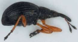 Image of Apionidae