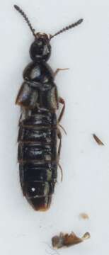 Image of Aleochara (Xenochara) inconspicua Aubé 1850