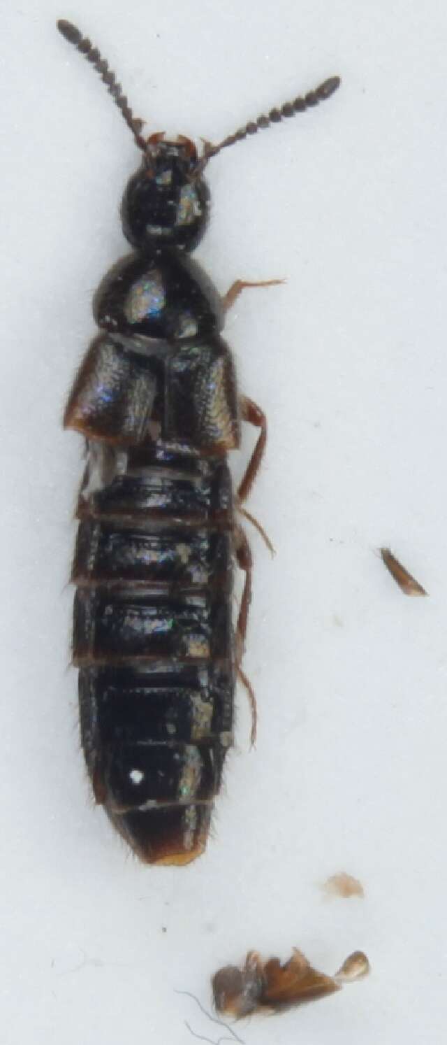 Image of Aleochara (Xenochara) inconspicua Aubé 1850