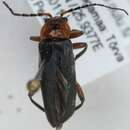 Image of <i>Cantharis rustica</i>