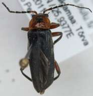 Imagem de <i>Cantharis rustica</i>