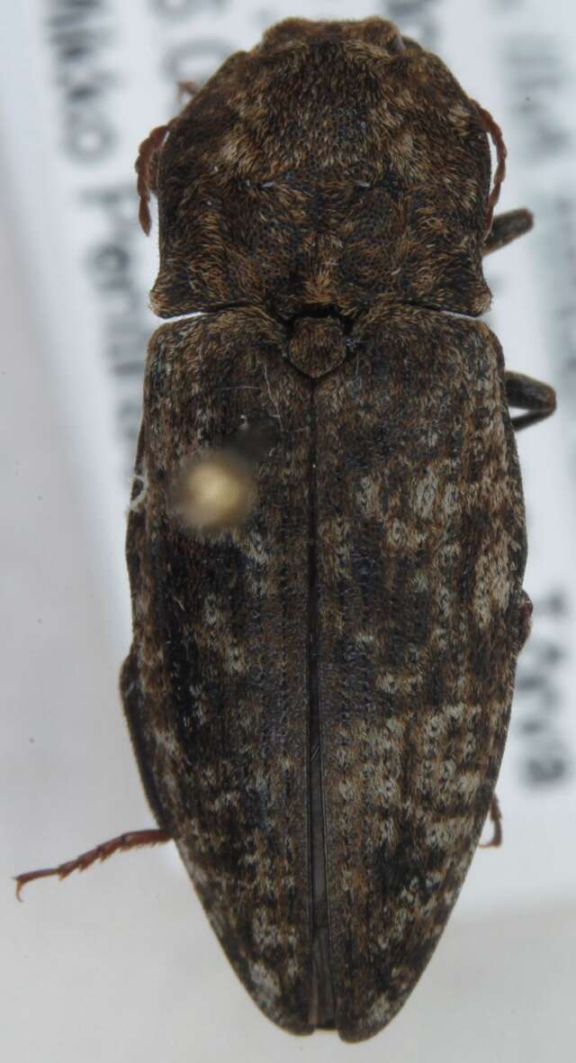 Image of <i>Agrypnus murinus</i>