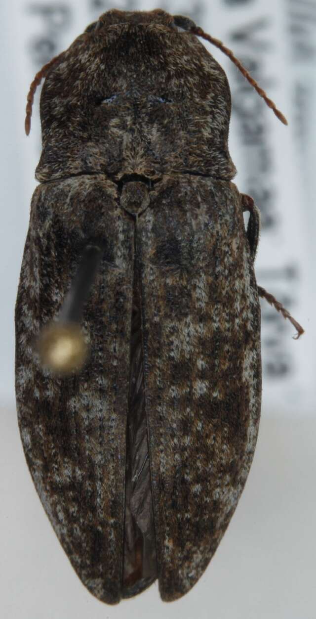 Image of <i>Agrypnus murinus</i>