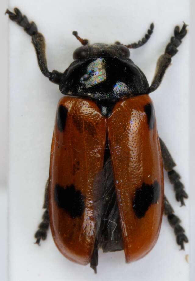 Image of <i>Clytra quadripunctata</i>