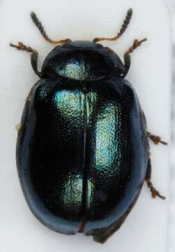 Image of Plagiodera (Plagiodera) versicolora (Laicharting 1781)