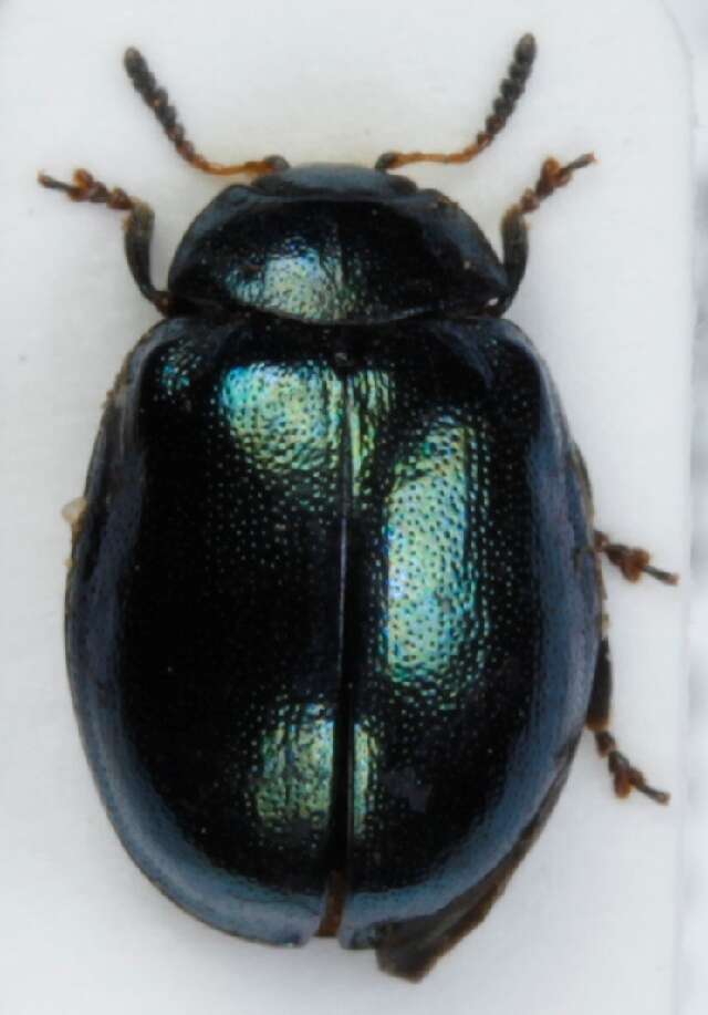 Image of willow leaf beetle