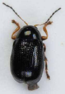 Image of <i>Cryptocephalus labiatus</i>