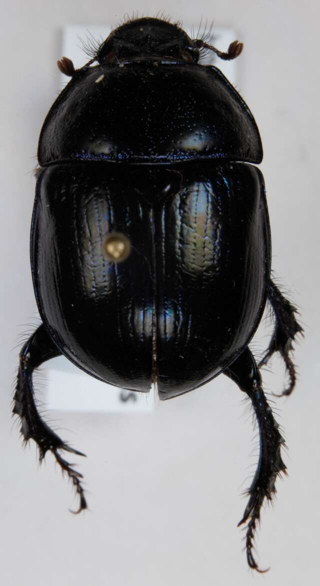 Image de <i>Geotrupes stercorosus</i>