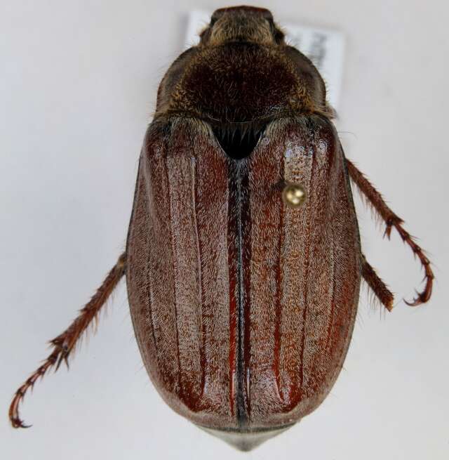 Image of chestnut cockchafer