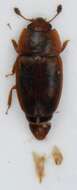 Image of Epuraea unicolor