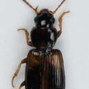 Image of Carabidae