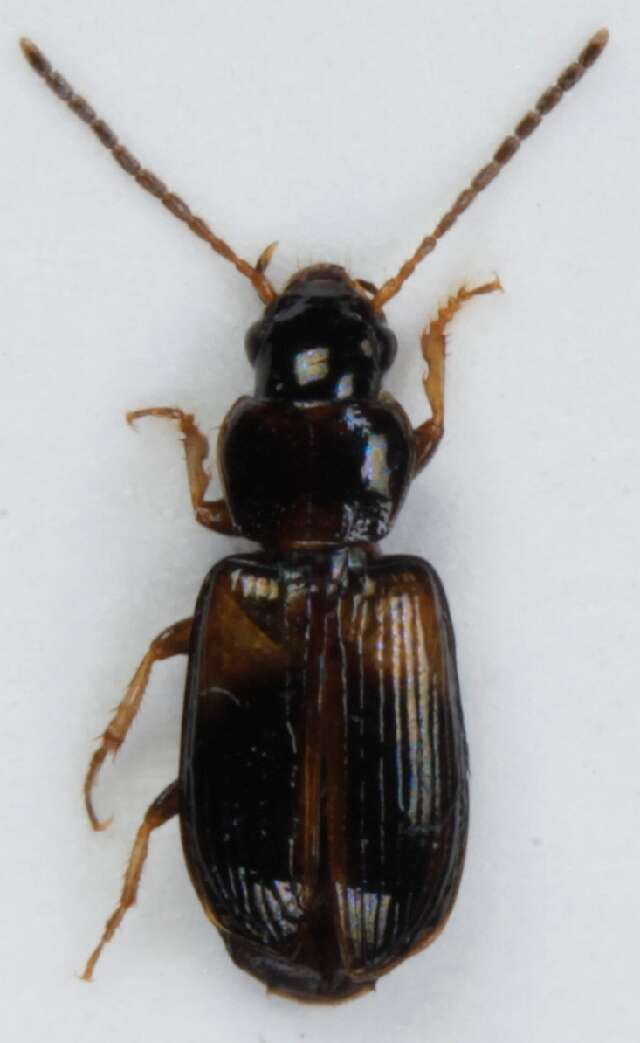 Image of Carabidae