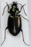 Image of Ground beetle