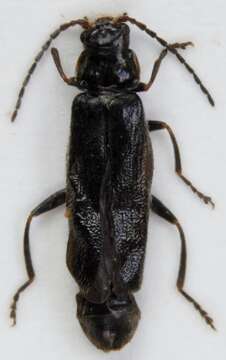 Imagem de <i>Cantharis paludosa</i>