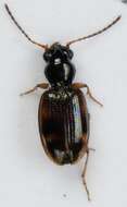 Image of Bembidion (Trepanes) articulatum (Panzer 1796)