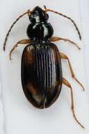 Plancia ëd Bembidion (Peryphus) tetracolum Say 1823