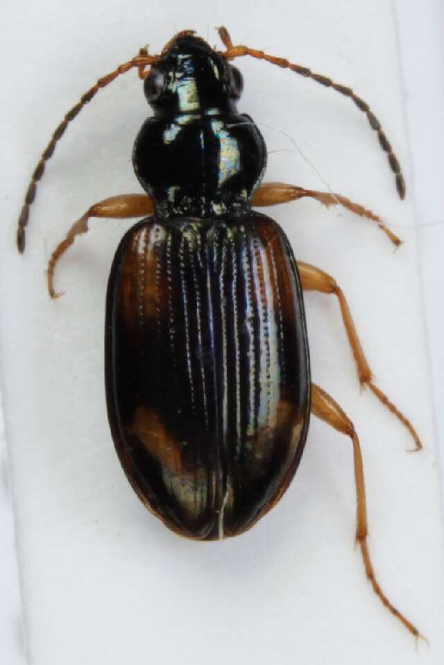 Plancia ëd Bembidion (Peryphus) tetracolum Say 1823