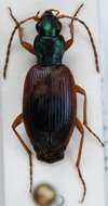 صورة Anchomenus (Anchomenus) dorsalis (Pontoppidan 1763)