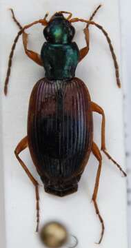 صورة Anchomenus (Anchomenus) dorsalis (Pontoppidan 1763)