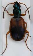 صورة Anchomenus (Anchomenus) dorsalis (Pontoppidan 1763)