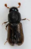 Image of European hardwood ambrosia beetle